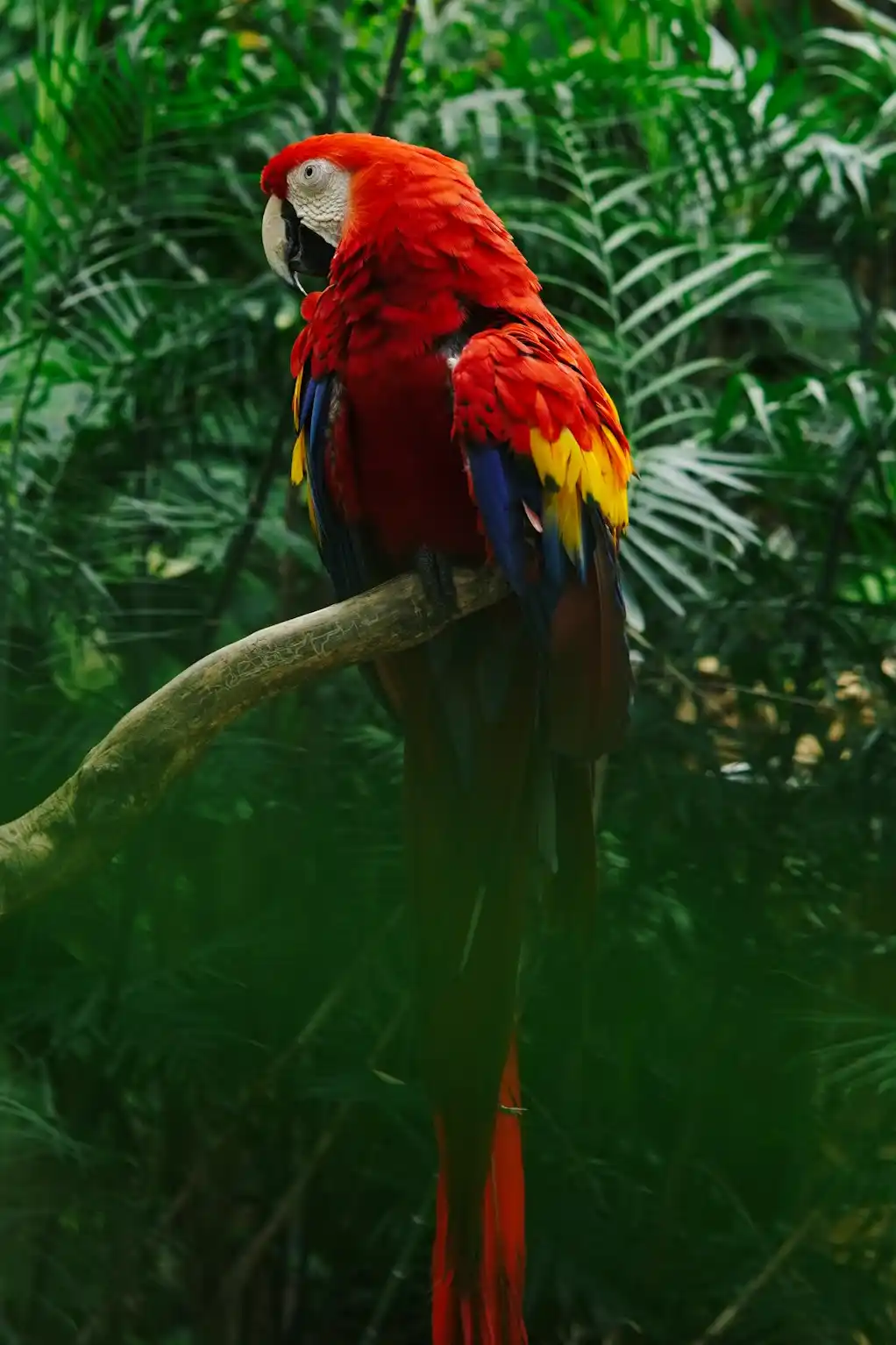 Perroquet Ara Macao
