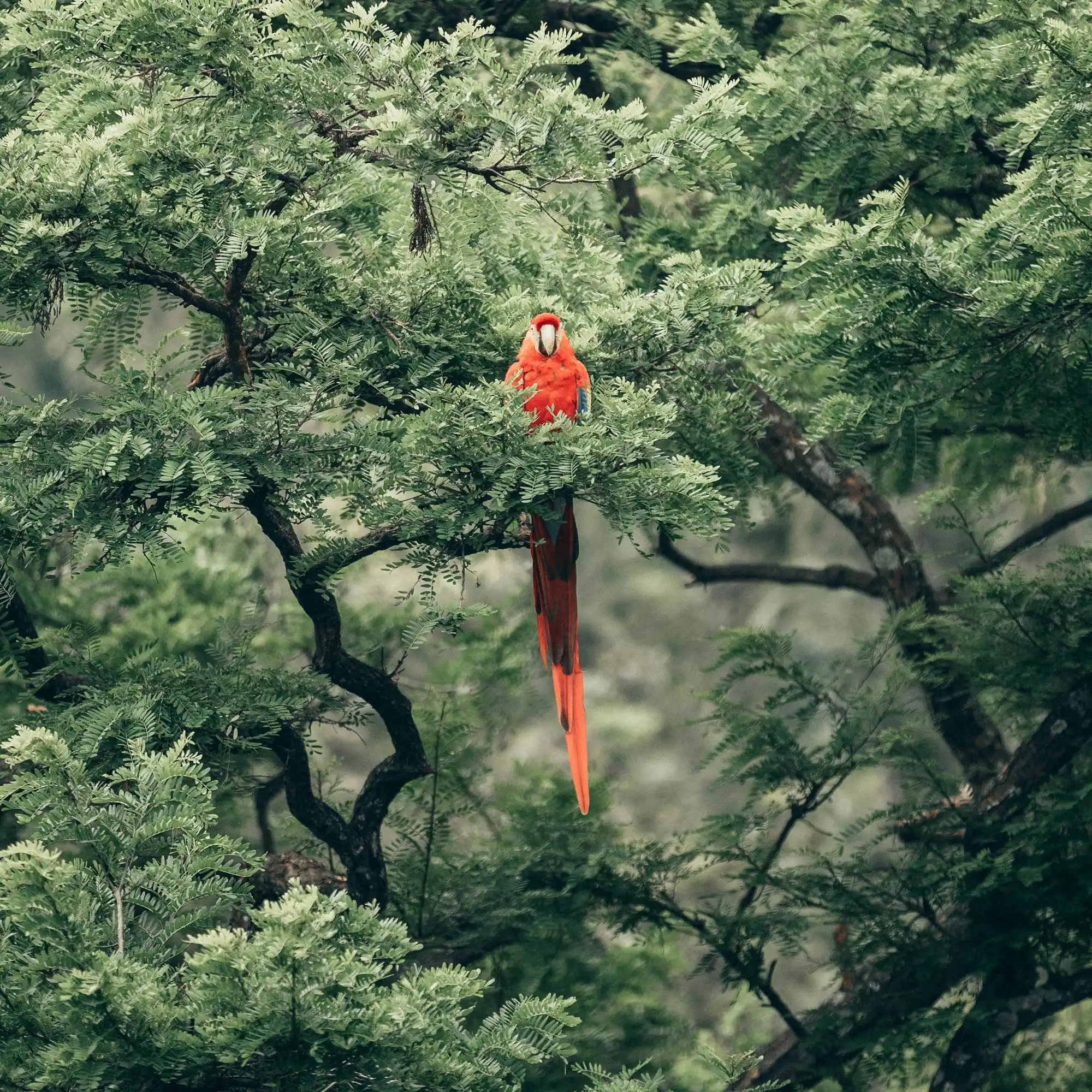 Ara Macao photo de Roberto Nickson sur Unsplash